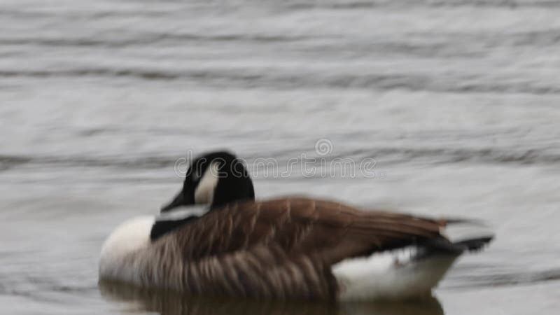 Canada goose (Branta canadensis)