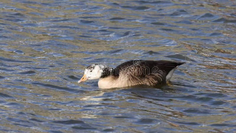 Canada goose (Branta canadensis)