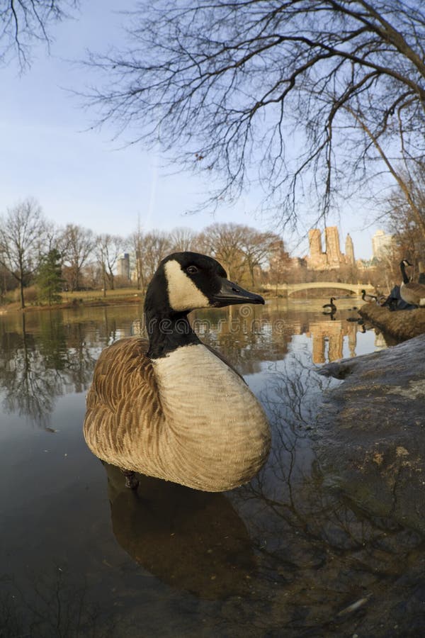 Canada Goose (Branta canadensis canadensis)