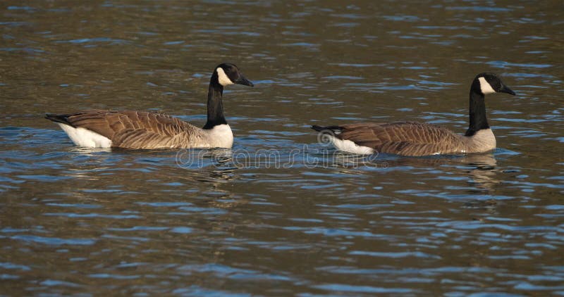 Canada goose, Branta canadensis. Flock of birds swimming on a lake