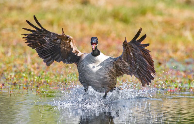 Canada Goose - Branta canadensis - flying into pond while facing camera, wings spread feather detail, mouth open and honking with