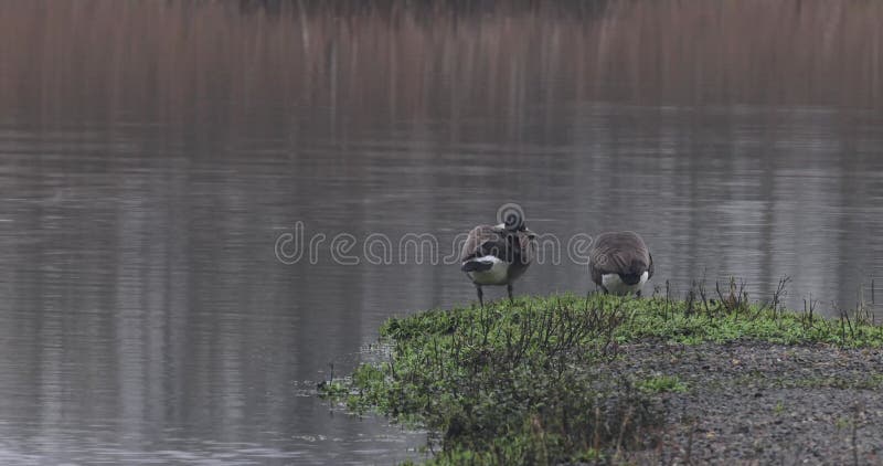 Canada goose (Branta canadensis)