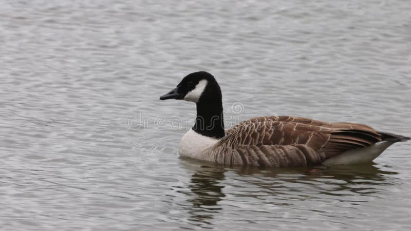 Canada goose (Branta canadensis)