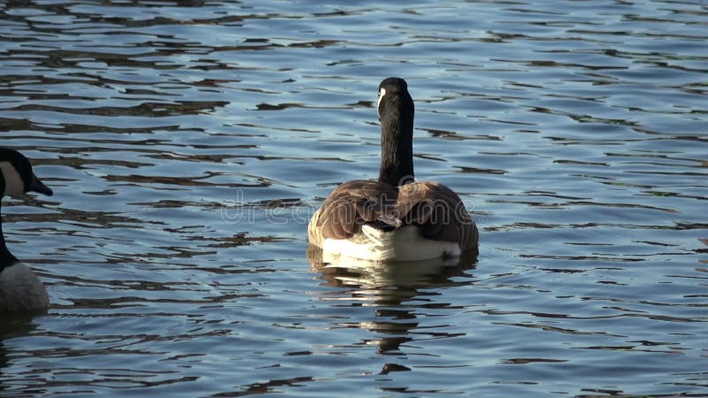 Canada goose