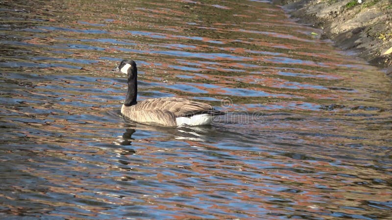 Canada goose