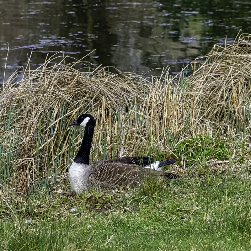 Canada Goose Branta Canadensis in in Stowe, Buckinghamshire, UK Stock ...