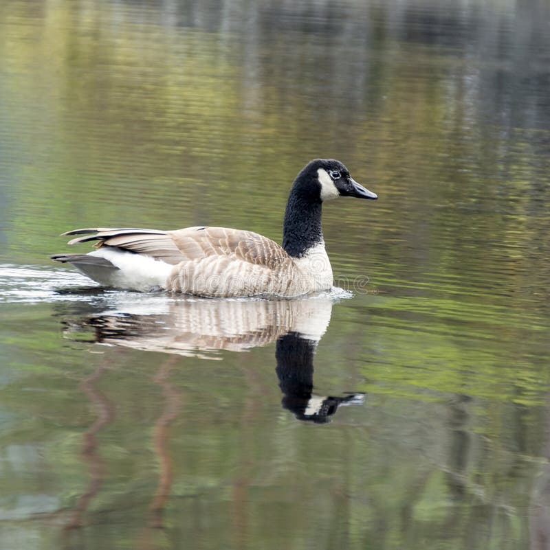 Side View Of Swimming Goose. Stock Photo - Image of hauser, waterfowl ...