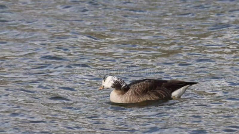 Canada goose (Branta canadensis) with a white head