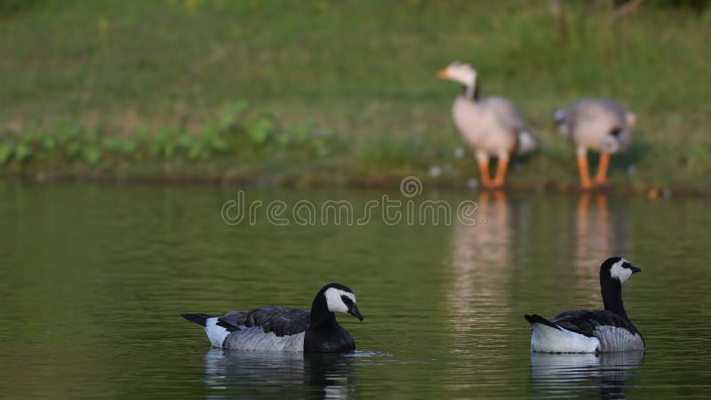 Canada Goose - Branta canadensis in the wild. Swimming birds