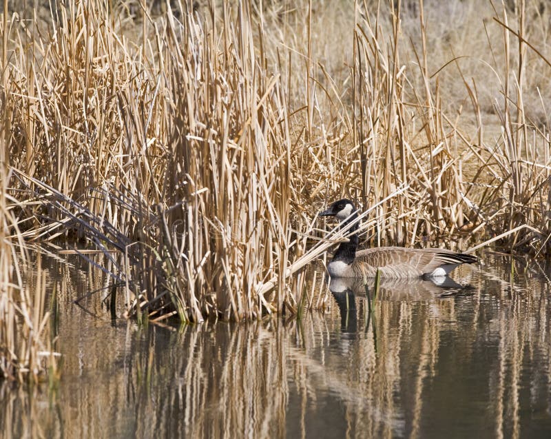 Canada Goose Canadian wildlife bird in cattails