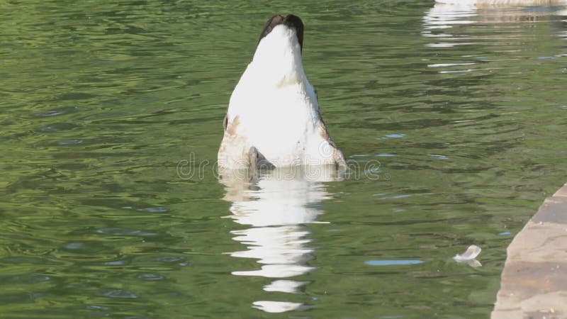 Canada goose doing headstand underwater.