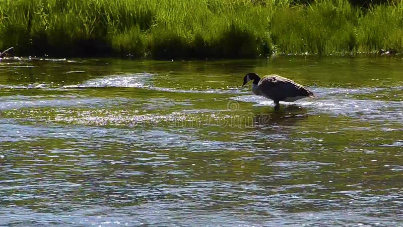 Canada Goose