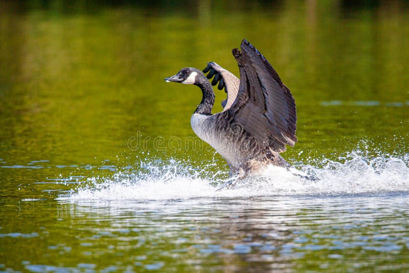 Canada Goose flapping its wings after landing on a pond in London