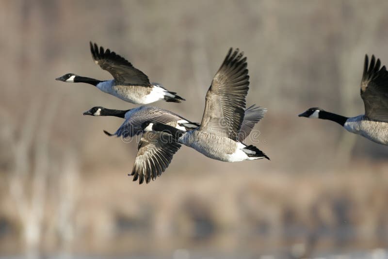 Canada Goose in Flight stock photo