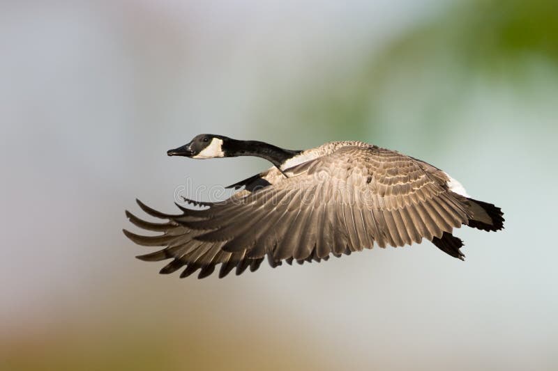 Canada Goose In Flight