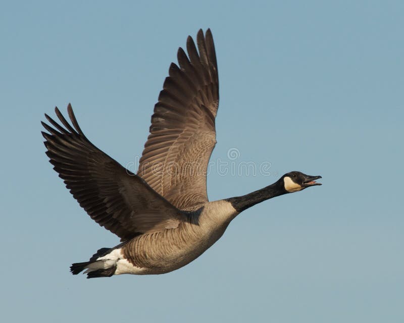 Geese In Flight
