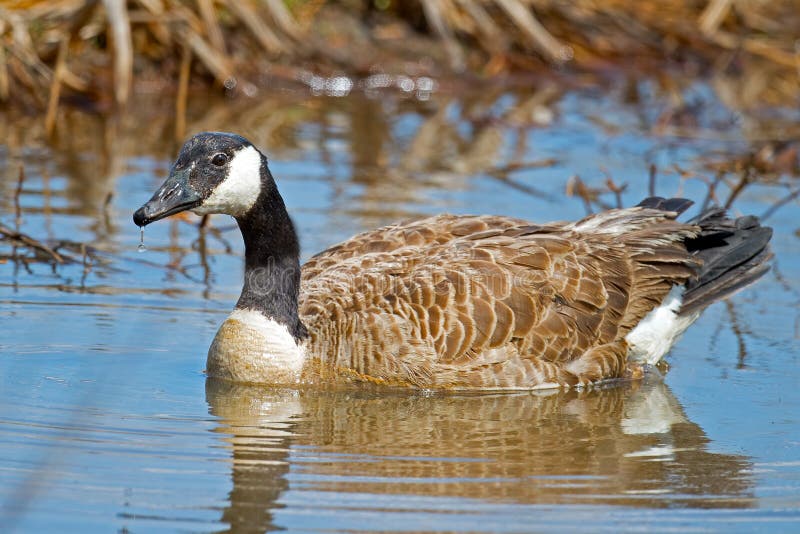 Canada Geese Sleeping stock photo. Image of inflight 21762016