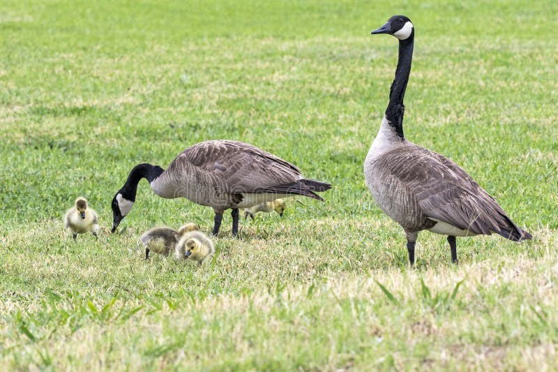 Canada Goose and Gander with Goslings Stock Photo Image of stands