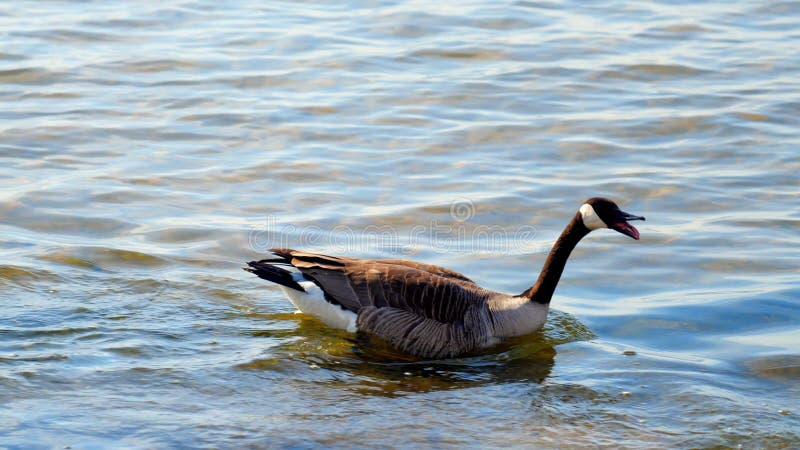 Canada Goose and gander and gossling swimming near lake shore water.