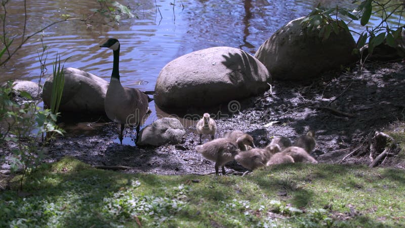 Canada Goose Goslings Feeding 4K UHD