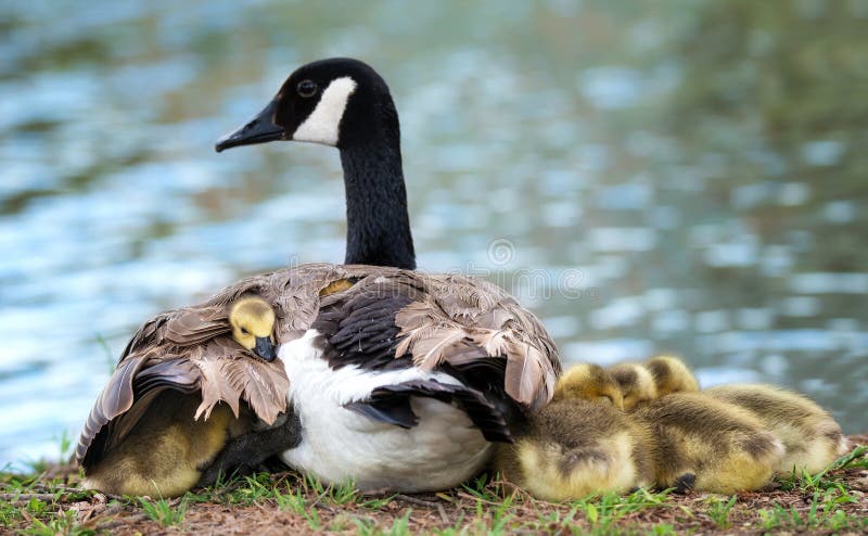 Canada goose goslings snuggling with mother