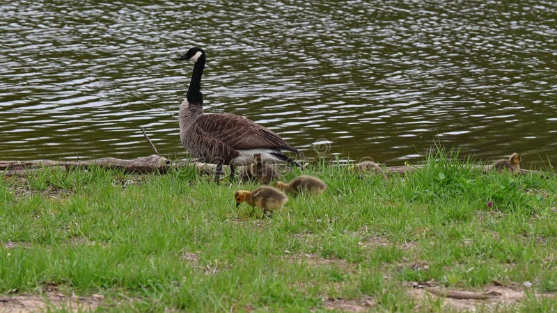 Canada Goose and Goslings at the Waters Edge