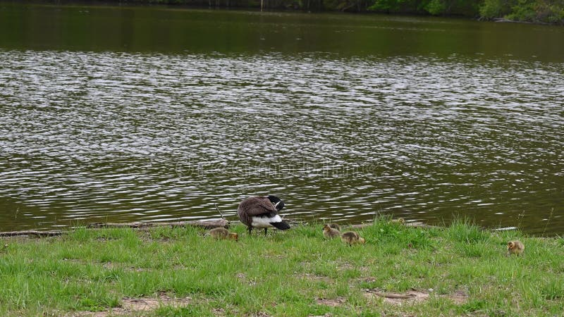 Canada Goose and Goslings at the Waters Edge