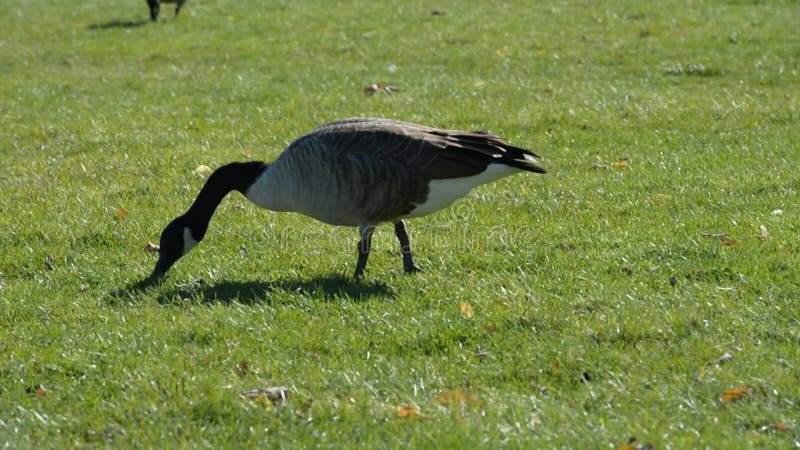 Canada Goose on green meadow eating grass.