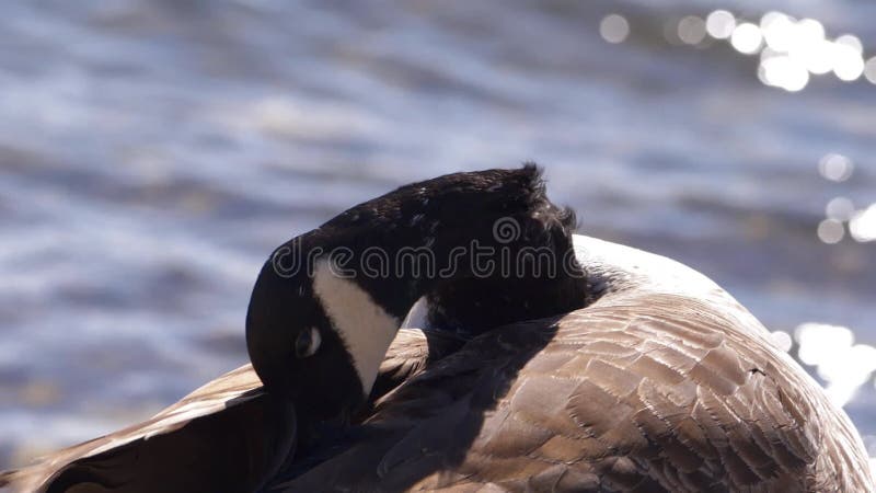 Canada Goose grooms by waterside