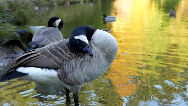 Canada goose on the lake