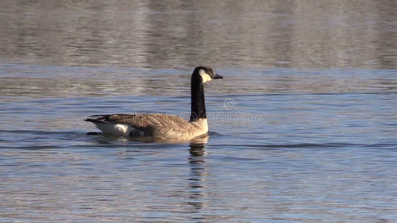 Canada Goose on Lake