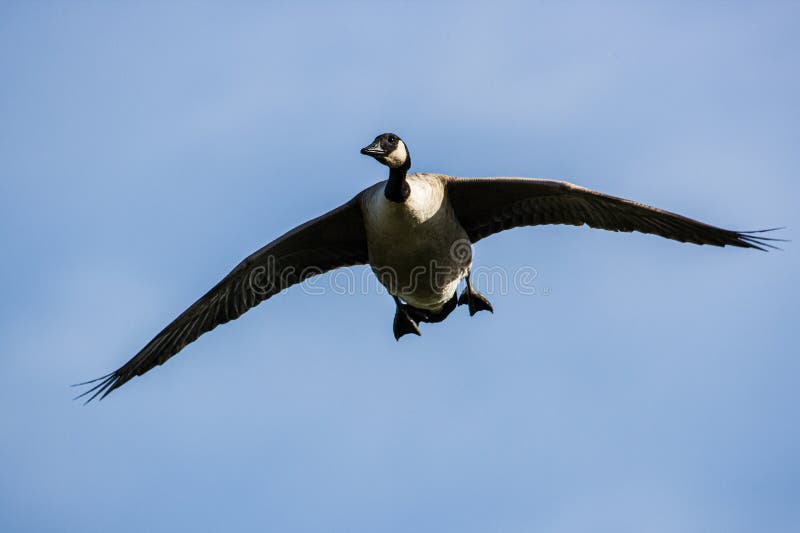 Canada Goose landing on a pond in London