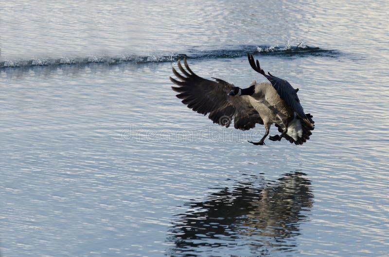 Canada Goose Landing on Winter Lake