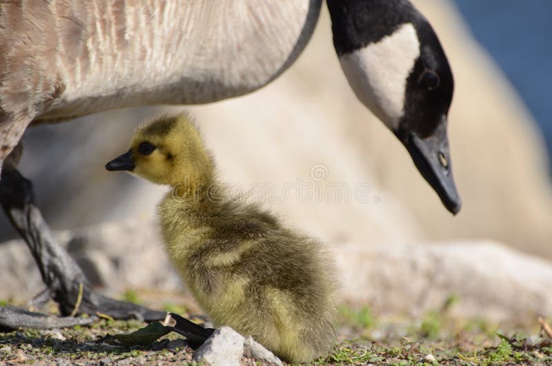 Canada Goose with Little Child Stock Photo Image of perfect, safety