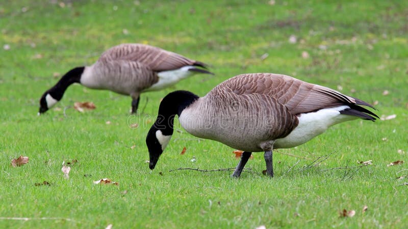 Canada goose on a meadow 4k 30fps video. Wild canada goose on a meadow 4k 30fps video