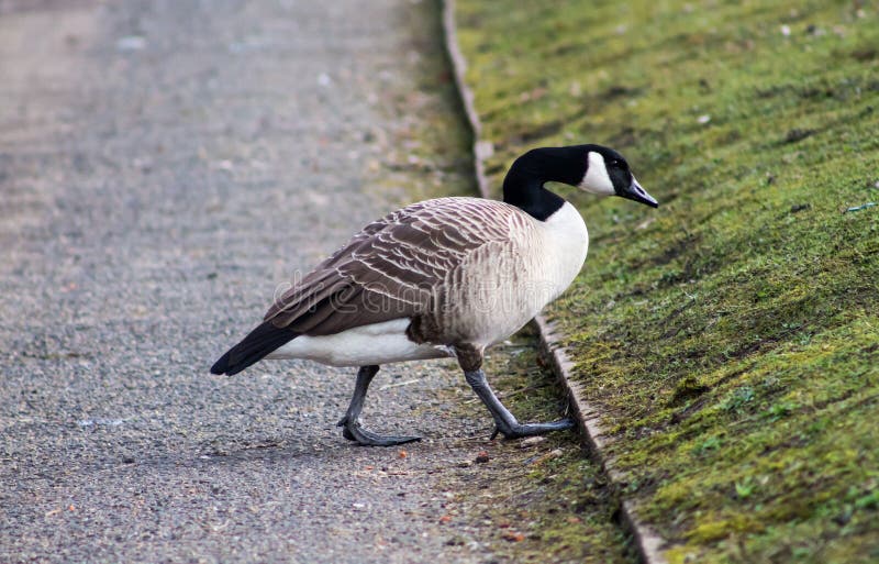 Canada Goose stock image. Image of nature, pets, water 38817989