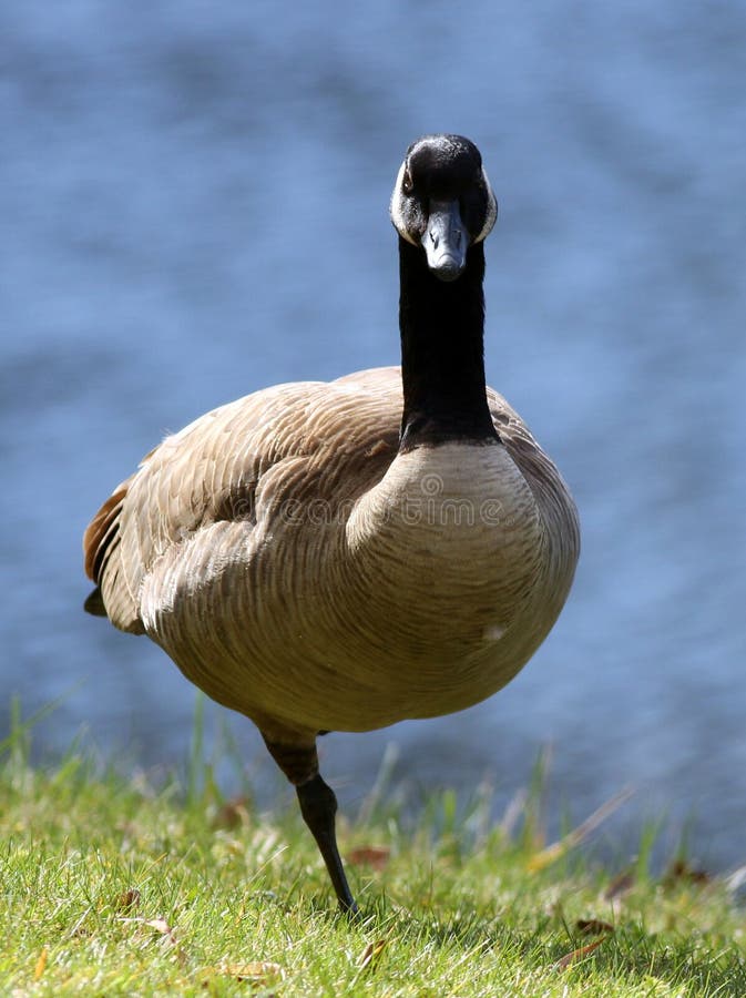 Canada Goose on One Leg stock photo. Image of standing - 49072266