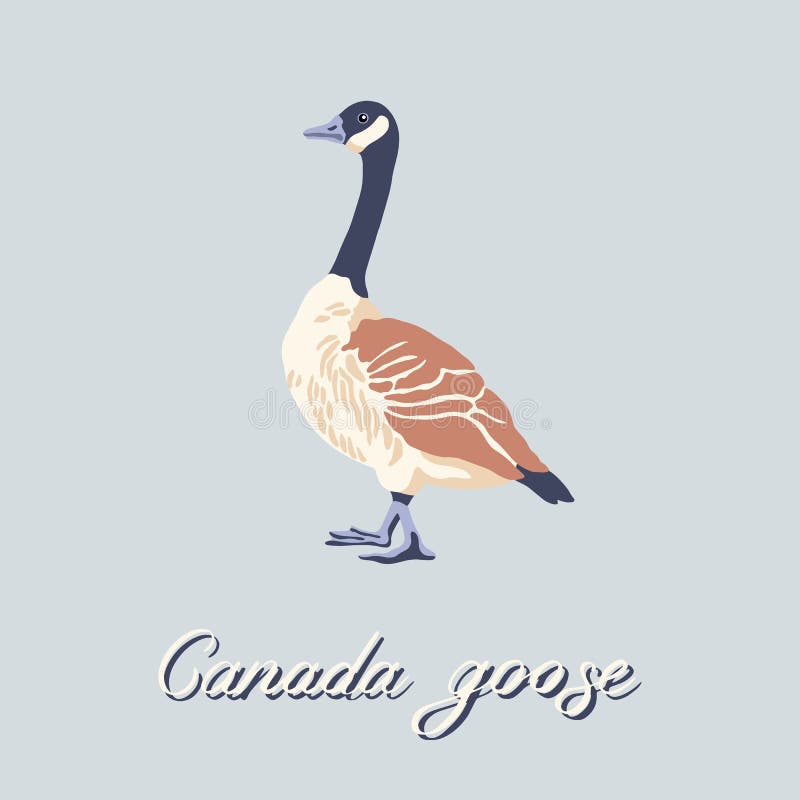 Canada goose. Profile of bird. Vintage collection. Vector illustration.