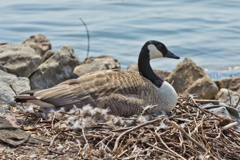 Canada Goose sitting on nest