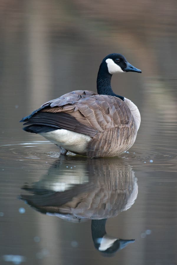 Canada goose in small pond stock photo. Image of ranta - 147490048