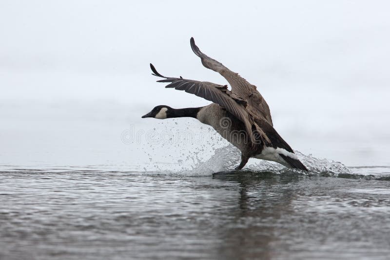 Canada Goose Splashing Down as it Lands in Winter stock images Canada Goose Splashing Down as it Lands in Winter stock images