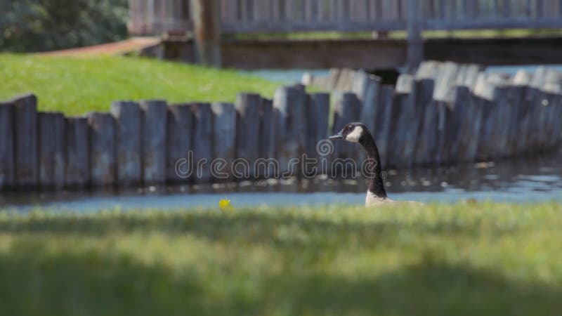 Canada goose standing near a park pond on a summer day