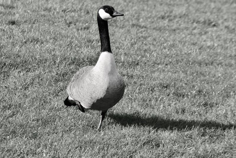 Canada Goose Standing On One Leg Stock Photo Image Of Beaming Bright 142087762