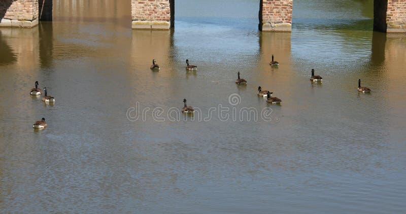 Canada goose are swimming