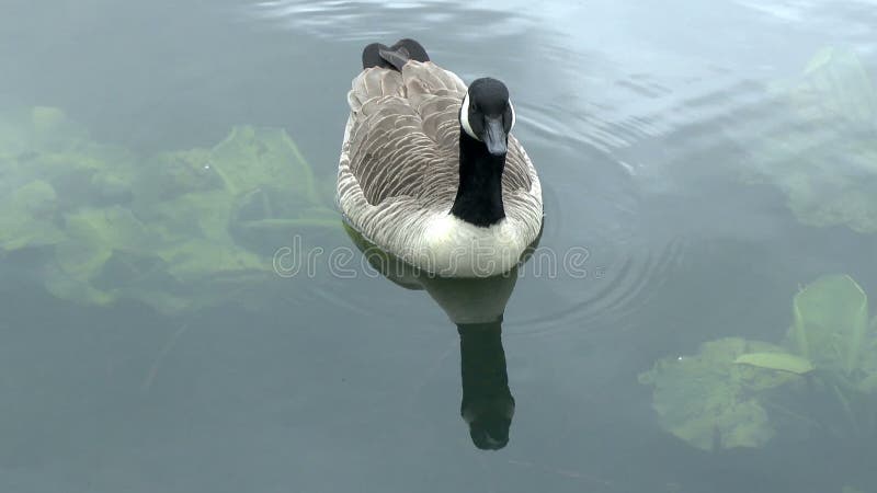 Canada Goose