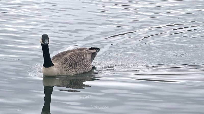 Canada Goose Swimming