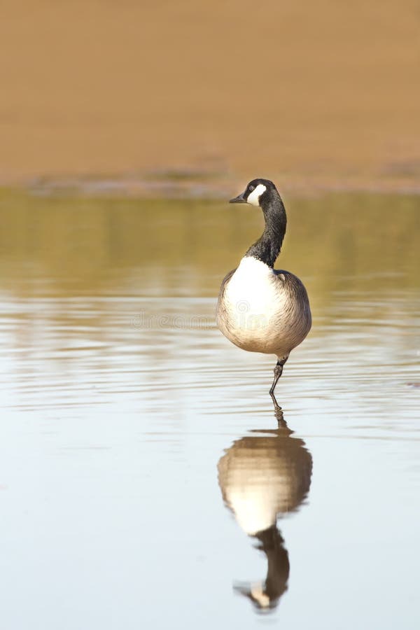 A Canada Goose stock photo. Image of goose, animal, grass 29721570