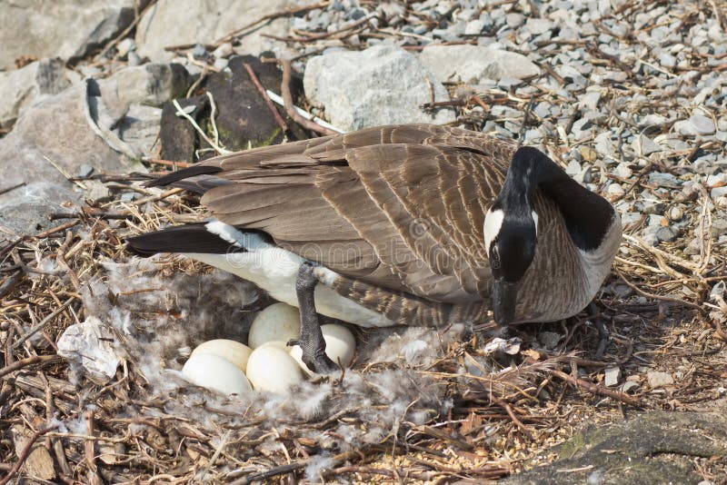 Canada Goose tending her nest