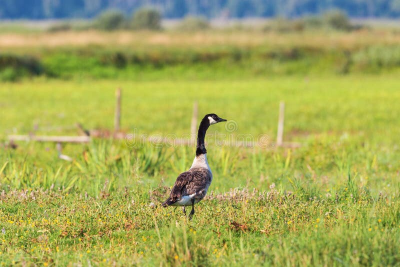 Canada goose stock image. Image of standing, wildlife 59112125