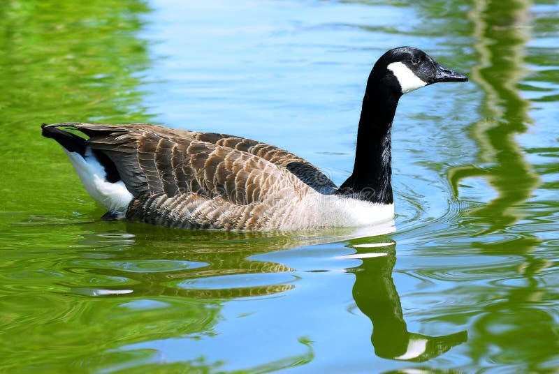 Canada goose on water